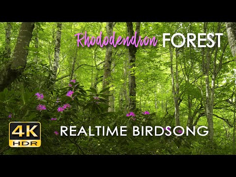 4K HDR Rhododendron Forest - REALTIME Birdsong - 8 Hours NO LOOP Bird Sounds - Relaxing Nature Video