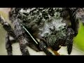 Spider Shoots 25 Metre Web | The Hunt | BBC Earth