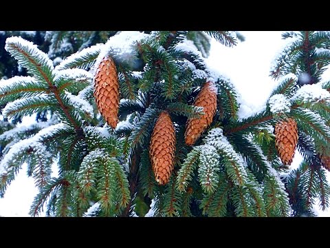 Футаж Снегопад. Еловые ветки, еловые шишки и снегопад. Снег видео. Футажи для видеомонтажа