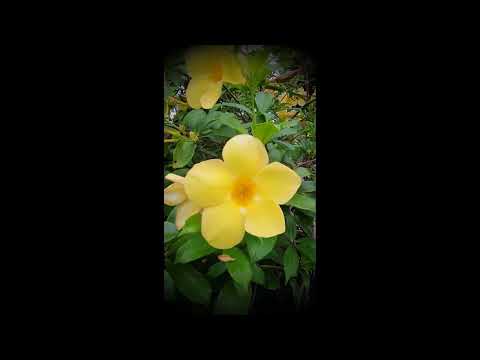 Viajante | Trombetas Douradas | #goldentrumpet #traveler #flowers #shorts #Taiwan #Hualien City