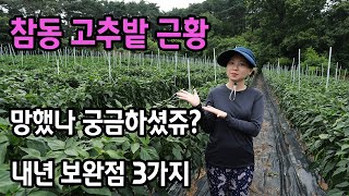 노지고추 7월 관리 근황 실수 기록하자(지피지기 백전백승)