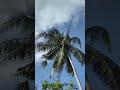 Coconut trees are blown by the wind - SoShorts Studio Coconut trees are blown by the wind