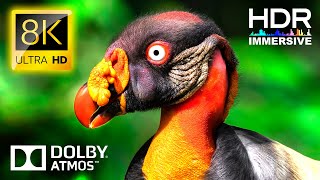 Planet WildLife Animals 8K VIDEO ULTRA HD 120fps HDR - Dolby Vision (8K / 4K TV)