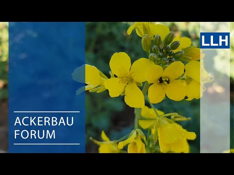 Ackerbaufrorum - Aktuelle Situation im Raps und Wintergetreide (Frühjahr 2022)