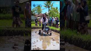 Download lagu Viral!! Beautiful Woman Plowing Rice Field with Mini Tractor mp3