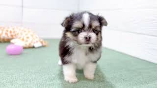 ハーフ犬の動画01