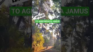 Download lagu Agrowisata Jamus #jamus #ngawi #wisata #kebunteh mp3 Download lagu Agrowisata Jamus #jamus #ngawi #wisata #kebunteh mp3
