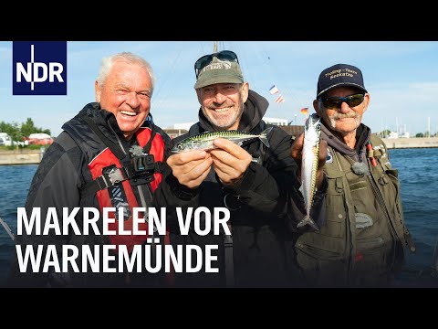 Video Thumbnail: So geht Makrelen-Angeln | Rute raus, der Spaß beginnt! – Videopodcast | NDR Doku