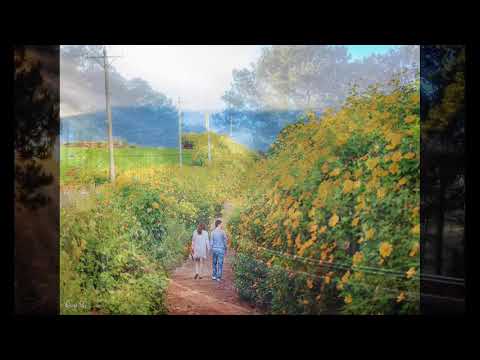 Đà Lạt mộng mơ - Tố Mai