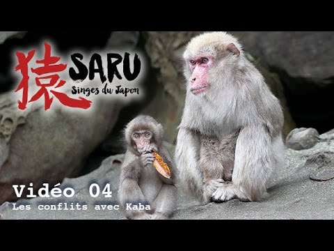 Saru - vidéo 04 - Les conflits avec Kaba