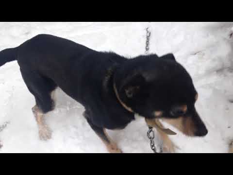 НОЧНОЙ СНЕГ.