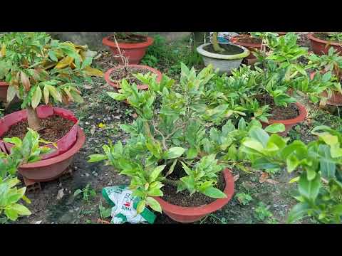 Chăm Sóc Nụ Mai Ngày 20-9AL Bón Phân Hữu Cơ Diamix Giúp Nụ Chắc Khỏe.