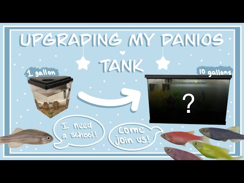 Danio Beginner Tank Setup | GloFish Tank | Zebra Danio 10gal tank | Fish Aquarium | Anjali Potato