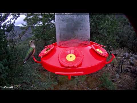 Hummingbird and Honey Bee Share Some Nectar - Nov. 4, 2016