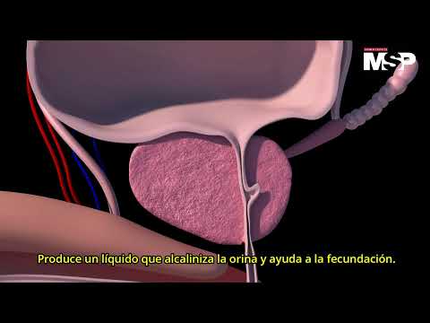 Órganos del cuerpo humano: ¿Cómo funciona todo el organismo? - #ExclusivoMSP