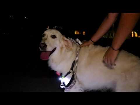 NIGHT TREK 270 Schuhlichter | Beleuchtung zum Gassi gehen mit Hund