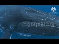 Finding Nemo Whale Live Action
