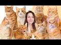 7 Facts You Didn T Know About Orange Cats
