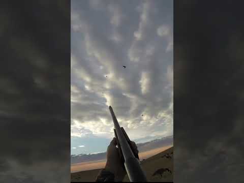 Sunrise Duck Hunting - Birds Down
