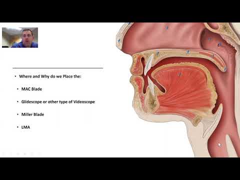 Airway Anatomy For Intubation