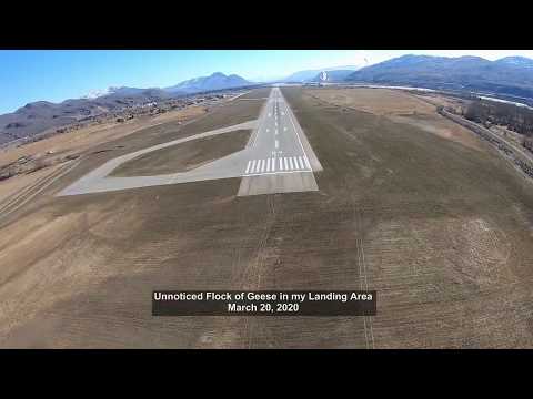 278. Unnoticed Flock of Geese in my Landing Area, March 20, 2020