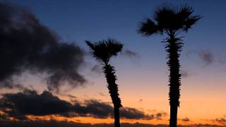 Andy Sim - Palm Trees (HD)
