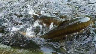 preview picture of video 'Renuka jheel extreme fishes'