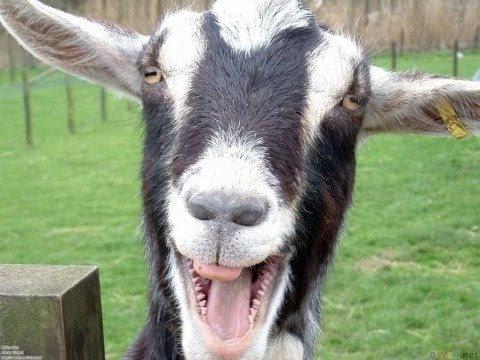 , title : 'Funny Goats Screaming like Humans'