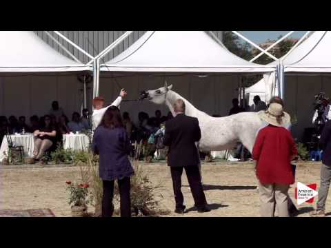 N.75 MIZAR DI LORIS - Bergamo 2015 - Mares 8 years old and older (Class 8)