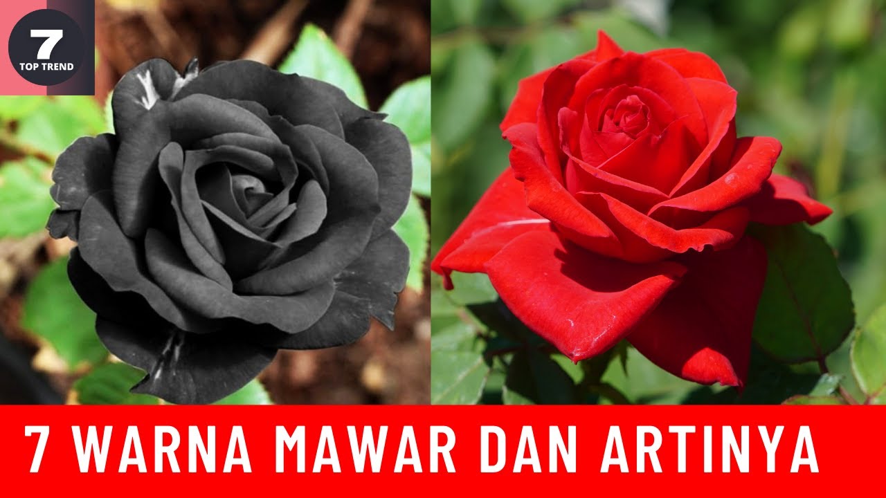 TOP 7 WARNA BUNGA MAWAR DAN ARTINYA, PILIH WARNANYA SESUAI DENGAN KEBUTUHANMU
