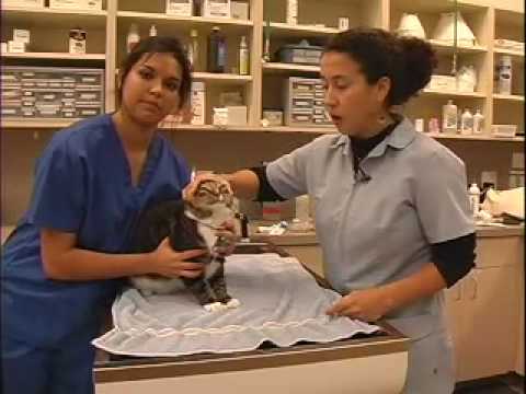 How to Administer Liquid Medication Cat - LazyPaw Animal Hospitals