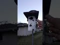Bluebird nestlings and an unexpected frog fight