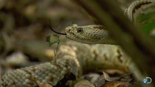 Stand-Off with a Tropical Rattlesnake | Dual Survival