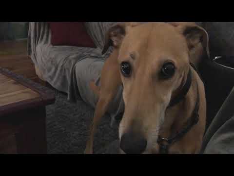 Dogs have lovers tiff & ignore each other Funny Saluki Lurcher Fred & Staffy Ridgeback rescue Lizzie