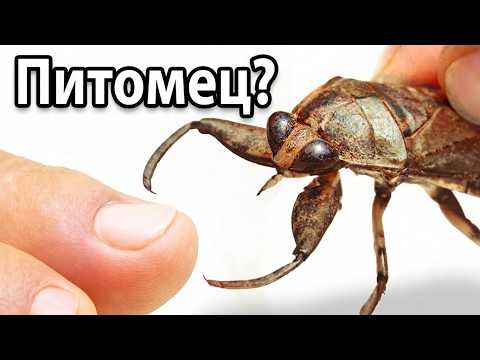 Я Завел Питомца Водяного Склопендра (чрезвычайно больно)