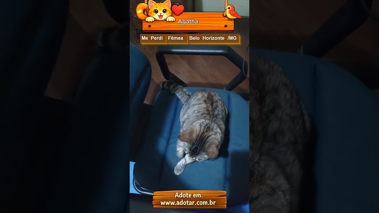 Gato raça SRD-ViraLata idade 3 anos nome Agatha