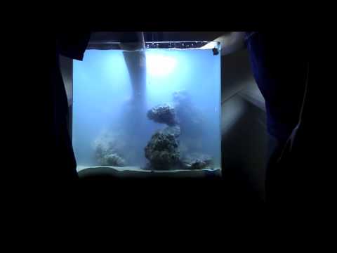 Nuvo 30 Gallon Aquascaping Timelapse