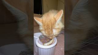 feeding my cat ASMR #asmr #kitty #cat #food #pet