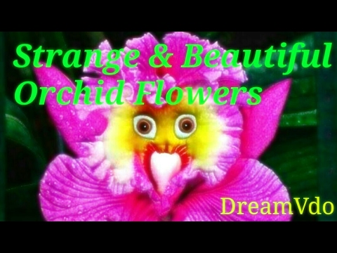 Strange & Beautiful Orchid Flowers 💐