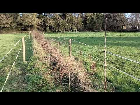 New hedge first pruning