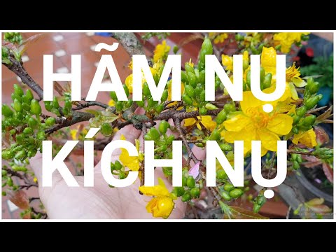 🔴 QBS2149 - CÁCH HÃM NỤ MAI NỞ SỚM, CÁCH THÚC NỤ MAI NỞ MUỘN, CÁCH CHĂM SÓC MAI VÀNG SAU KHI TÚT LÁ