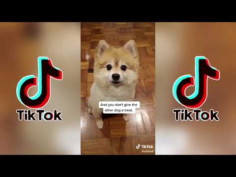 Cute and Funny Dogs | TikTok Compilation
