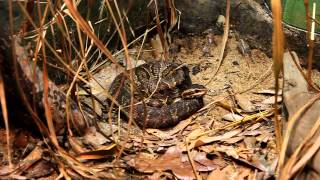preview picture of video 'Venomous Cottonmouth at the Atlanta Zoo AKA Water Moccasin'