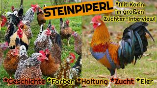 Die schönen Steinpiperl im Rasseportrait - Österreichs bunteste Hühner! Geschichte, Haltung, Zucht
