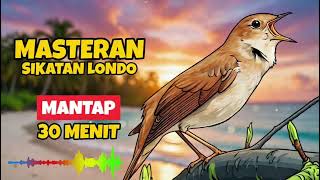 Download lagu Suara Sikatan Londo Asli | Masteran Burung Isian Mewah mp3