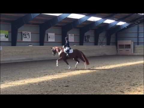 Atterupgaards Ophelia by Belissimo M/Gribaldi