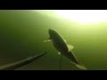 Подводная охота с ружьем Таймень 1200мм. Весна 2015г. 