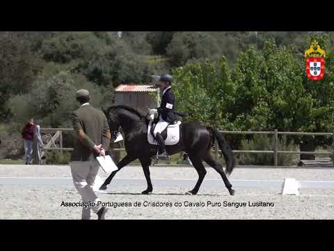 220424 11 Nescafé   Aprovação de Garanhões