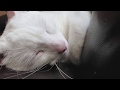 I Love The Sound Our Deaf Cat Makes