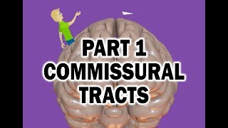 Commissural Tracts